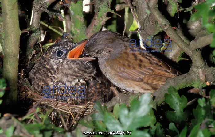 : Cuckoo - chick being fed by Dunnock (Prunella modularis) : Cuckoo - chick being fed by Dunnock (Prunella modularis)