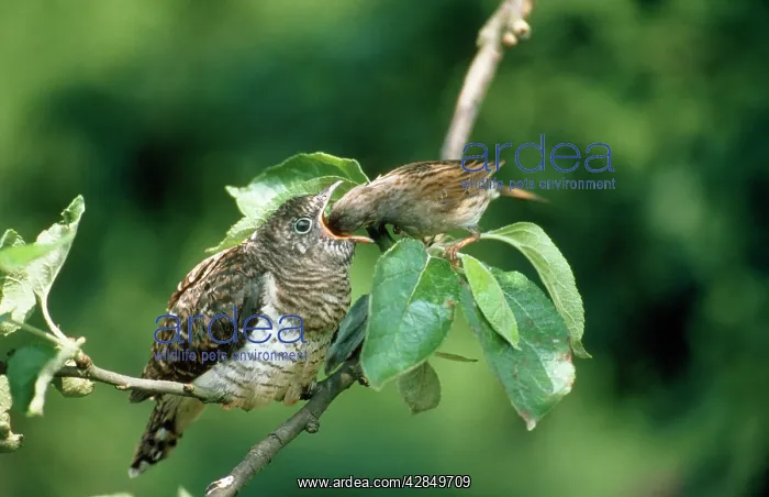 : Cuckoo - chick being fed by Dunnock (Prunella modularis) : Cuckoo - chick being fed by Dunnock (Prunella modularis)