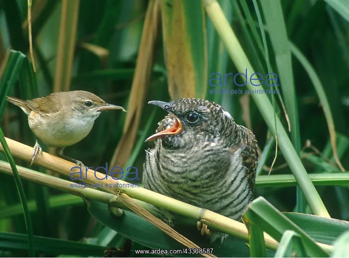 : Cuckoo Chick - being fed by Reed Warbler : Cuckoo Chick - being fed by Reed Warbler
