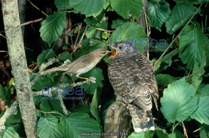 : CUCKOO - Chick being fed by Willow Warbler : CUCKOO - Chick being fed by Willow Warbler