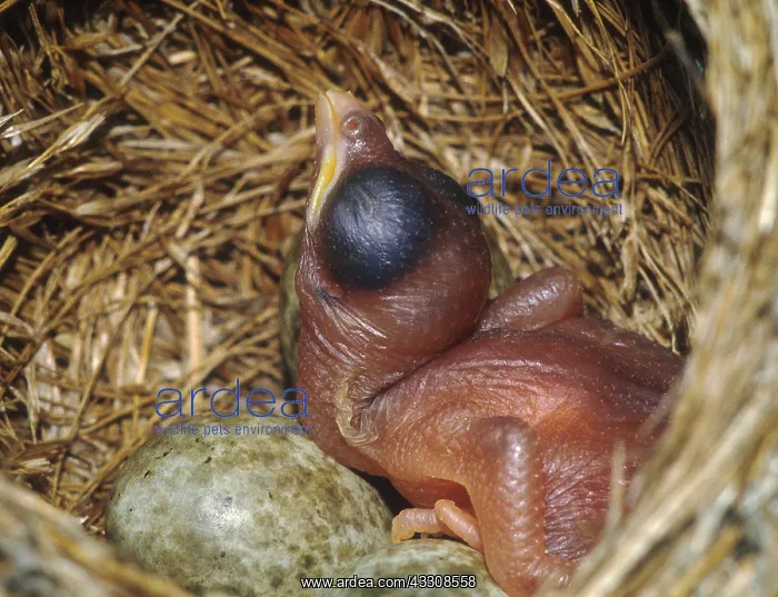 : Cuckoo Chick and Reed Warbler eggs (Acrocephalus scirpaceus) : Cuckoo Chick and Reed Warbler eggs (Acrocephalus scirpaceus)