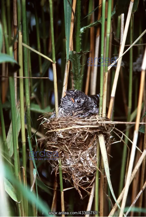 : Cuckoo Chick - in Reed Warbler Nest : Cuckoo Chick - in Reed Warbler Nest