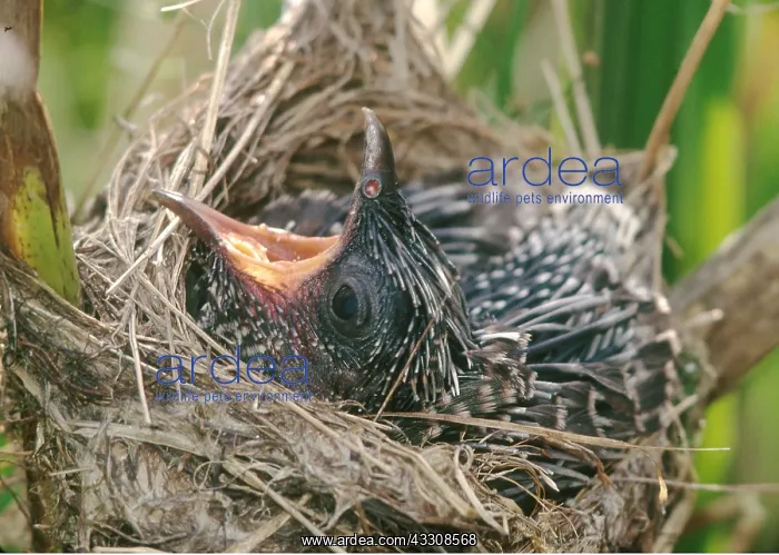 : CUCKOO CHICK - In Reed Warbler's nest - 8 Days old : CUCKOO CHICK - In Reed Warbler's nest - 8 Days old