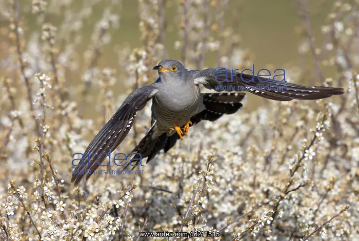 : Cuckoo (Cuculus canorus) flying above blackthorn : Cuckoo (Cuculus canorus) flying above blackthorn