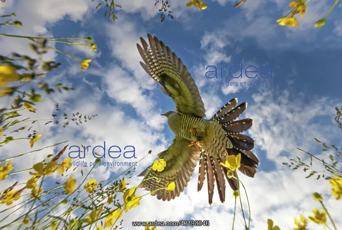 : Cuckoo (Cuculus canorus) flying over buttercups : Cuckoo (Cuculus canorus) flying over buttercups