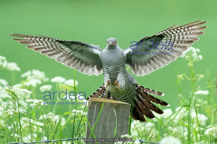 : Cuckoo (Cuculus canorus) landing on a post amongst : Cuckoo (Cuculus canorus) landing on a post amongst