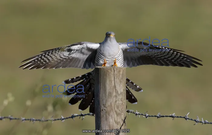: Cuckoo (Cuculus canorus) landing on a post, England : Cuckoo (Cuculus canorus) landing on a post, England