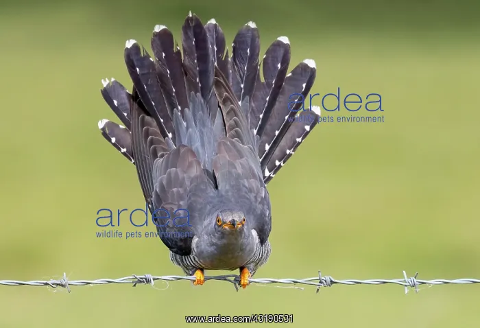 : Cuckoo (Cuculus canorus) perched on a barbed wire : Cuckoo (Cuculus canorus) perched on a barbed wire