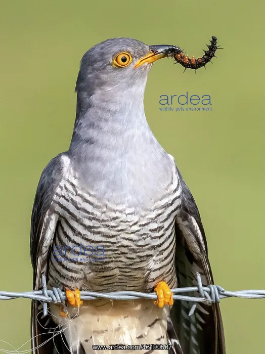 : Cuckoo (Cuculus canorus) perched on a barbed wire : Cuckoo (Cuculus canorus) perched on a barbed wire