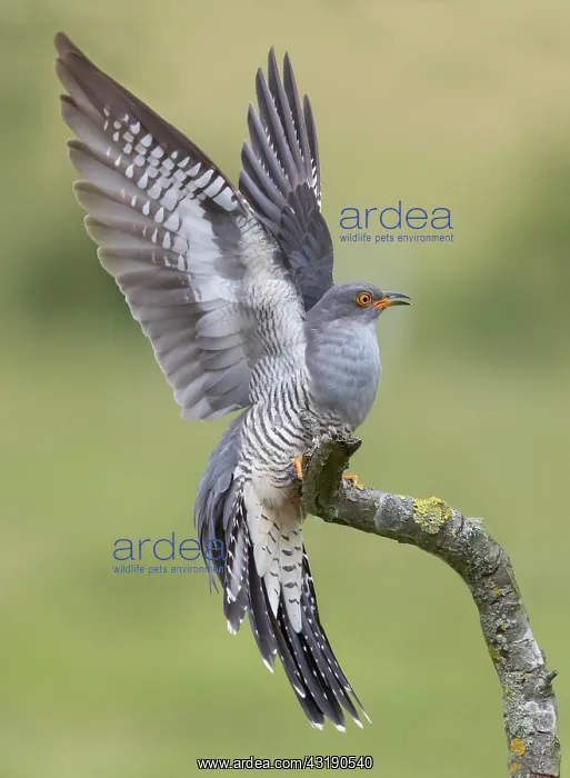 : Cuckoo (Cuculus canorus) perched on a branch with : Cuckoo (Cuculus canorus) perched on a branch with