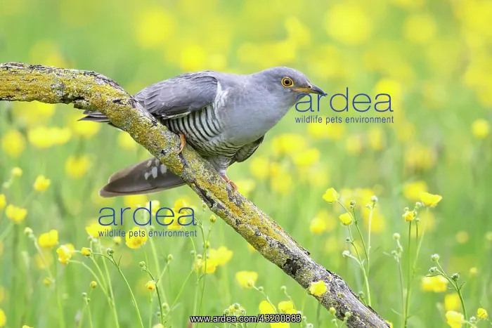 : Cuckoo (Cuculus canorus) perched amongst buttercup : Cuckoo (Cuculus canorus) perched amongst buttercup