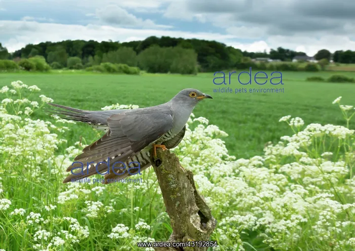 : Cuckoo (Cuculus canorus) perched on a post amongst : Cuckoo (Cuculus canorus) perched on a post amongst