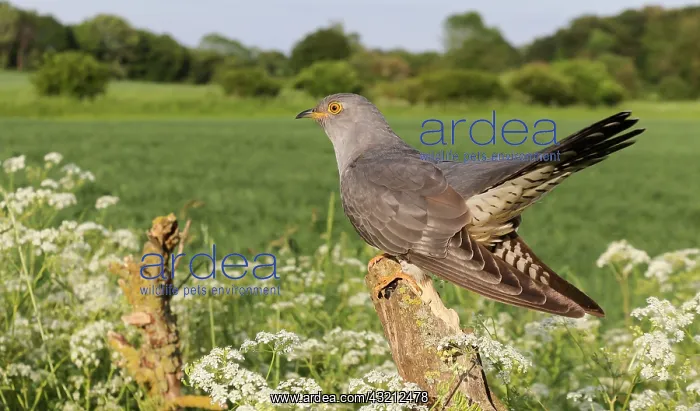 : Cuckoo (Cuculus canorus) perched on a post amongst : Cuckoo (Cuculus canorus) perched on a post amongst