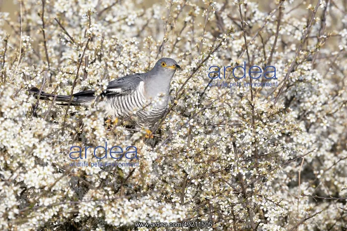 : Cuckoo (Cuculus canorus) percherd amongst blackthorn : Cuckoo (Cuculus canorus) percherd amongst blackthorn