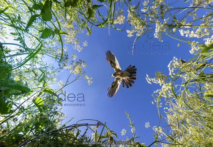 : Cuckoo (Cuculus canorus)in flight above cow parsley : Cuckoo (Cuculus canorus)in flight above cow parsley