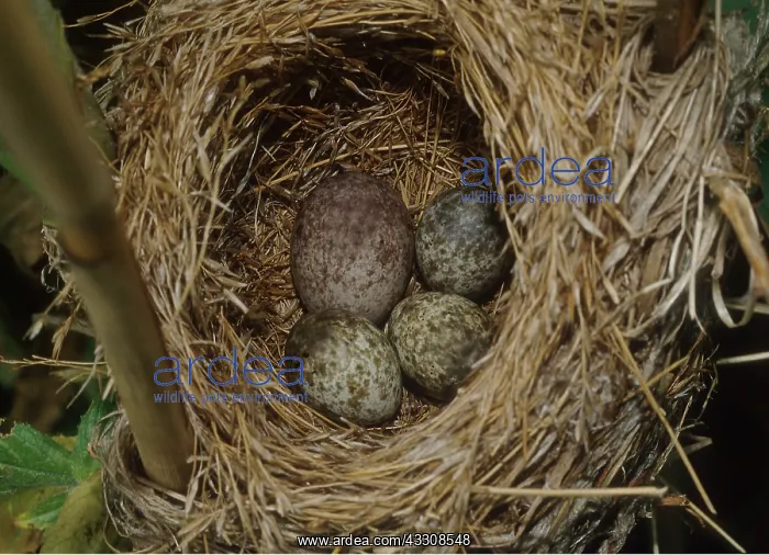 : CUCKOO EGG - IN WARBLER'S NEST : CUCKOO EGG - IN WARBLER'S NEST