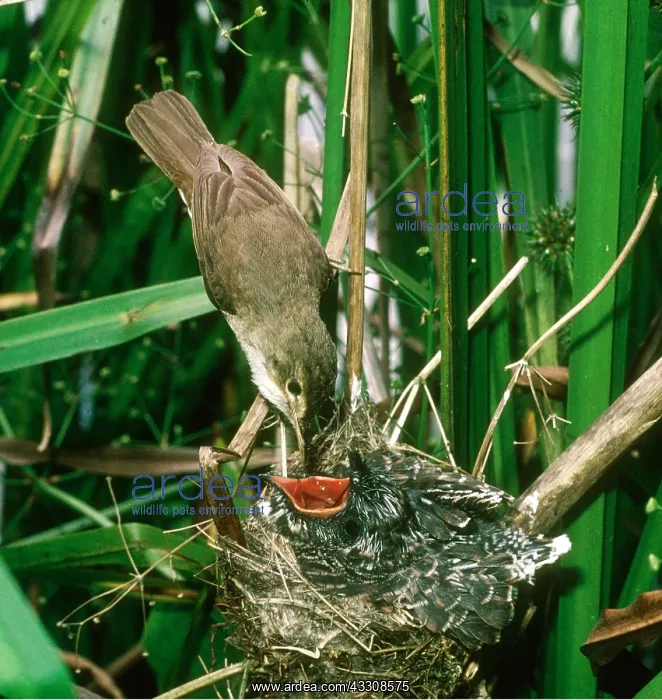 : Cuckoo - being fed by Reed Warbler (Acrocephalus scirpaceus) : Cuckoo - being fed by Reed Warbler (Acrocephalus scirpaceus)