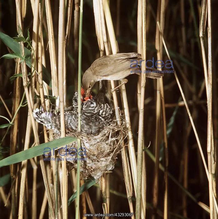 : CUCKOO - being fed by Reed Warbler at nest : CUCKOO - being fed by Reed Warbler at nest