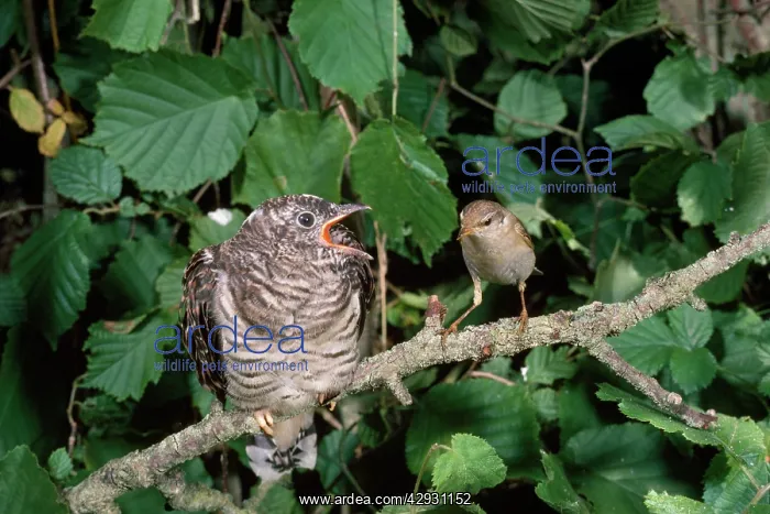 : CUCKOO - being fed by Willow Warbler (Phylloscopus : CUCKOO - being fed by Willow Warbler (Phylloscopus