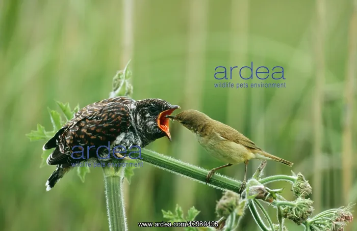 : CUCKOO - Fledgling being fed by Reed Warbler : CUCKOO - Fledgling being fed by Reed Warbler