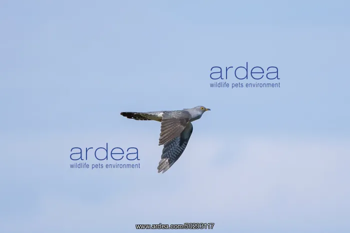 : Cuckoo flight : Cuckoo flight