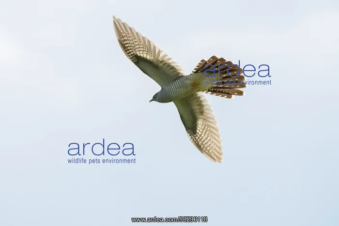 : Cuckoo flight : Cuckoo flight