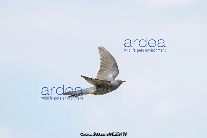 : Cuckoo flight : Cuckoo flight