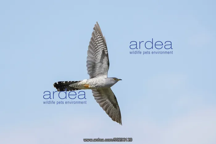 : Cuckoo flight : Cuckoo flight