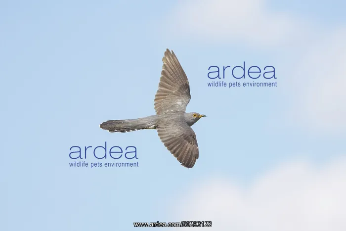: Cuckoo flight : Cuckoo flight