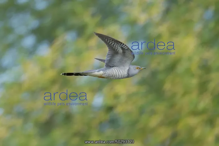 : Cuckoo flight : Cuckoo flight