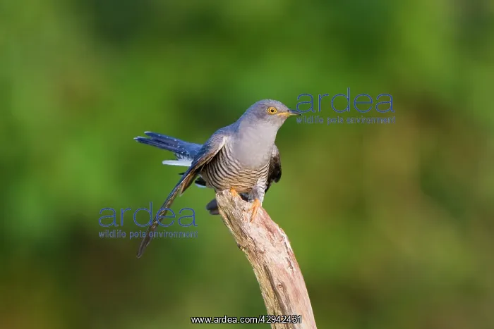 : Cuckoo - On flight perch : Cuckoo - On flight perch