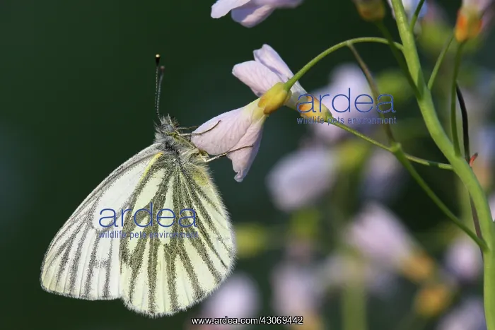 : Cuckoo Flower : Cuckoo Flower