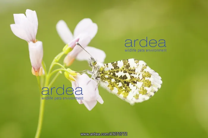 : Cuckoo Flower : Cuckoo Flower