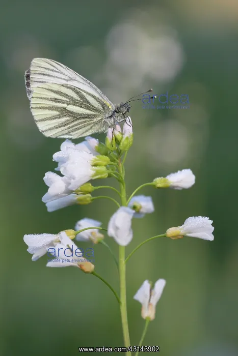 : Cuckoo Flower : Cuckoo Flower