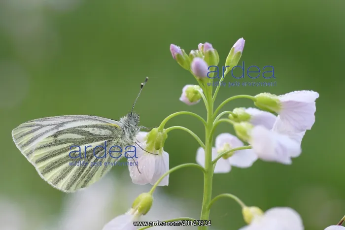  : Cuckoo Flower