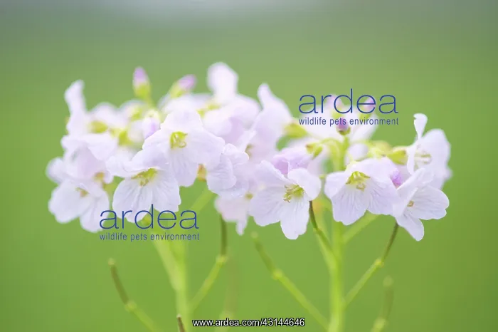 : Cuckoo Flower : Cuckoo Flower