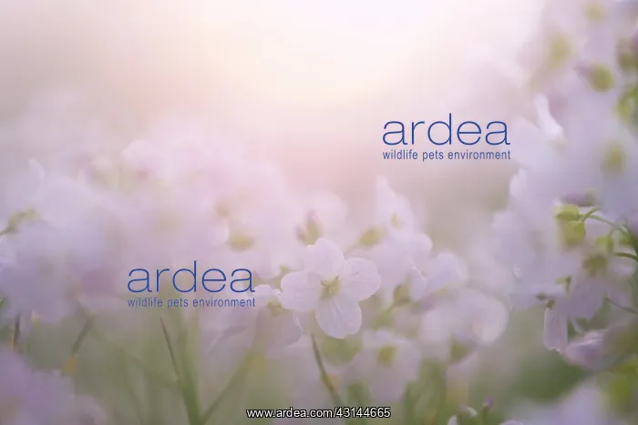 : Cuckoo Flower : Cuckoo Flower