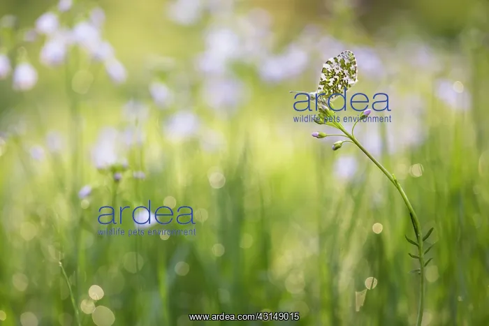 : Cuckoo Flower : Cuckoo Flower