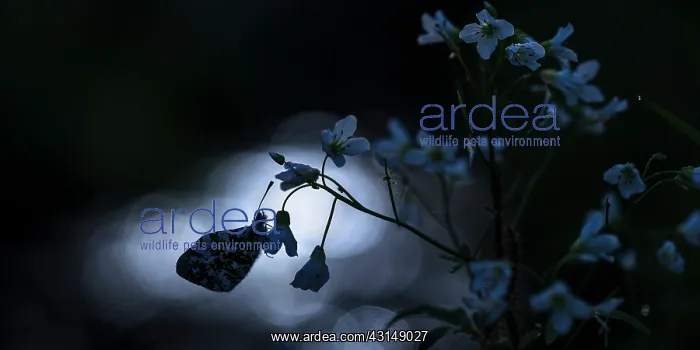 : Cuckoo Flower : Cuckoo Flower