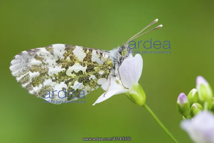 : Cuckoo Flower : Cuckoo Flower