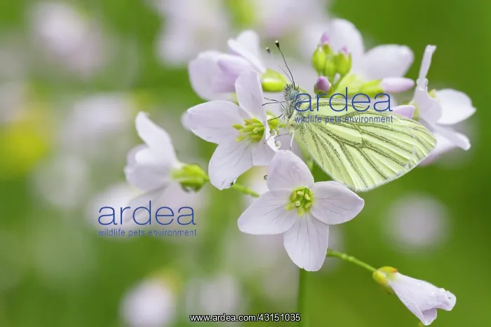 : Cuckoo Flower : Cuckoo Flower
