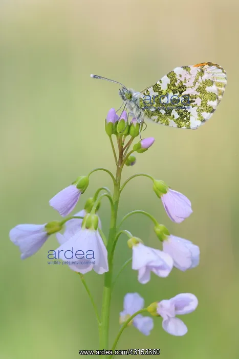 : Cuckoo Flower : Cuckoo Flower
