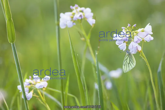 : Cuckoo Flower : Cuckoo Flower