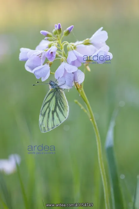 : Cuckoo Flower : Cuckoo Flower