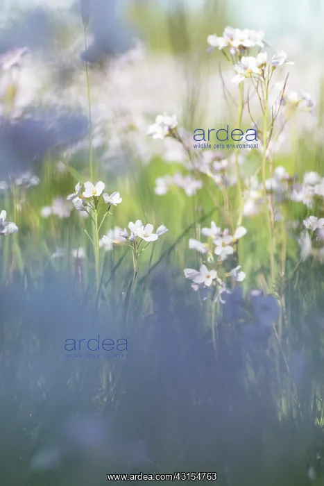 : Cuckoo Flower