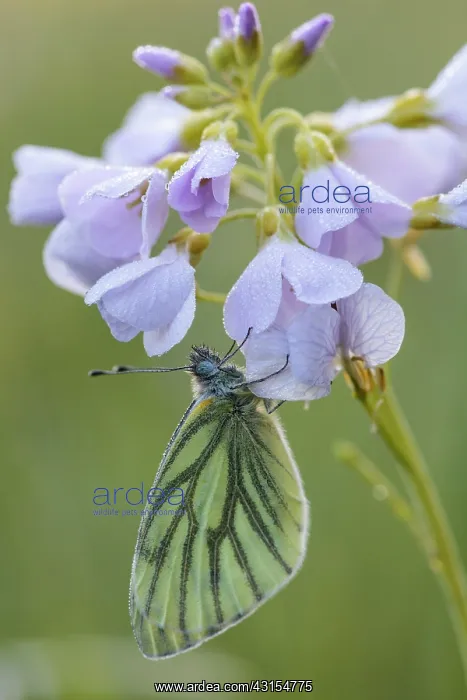  : Cuckoo Flower