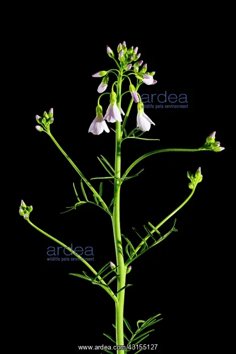 : Cuckoo Flower : Cuckoo Flower