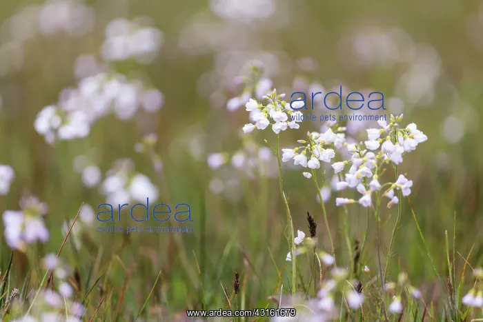  : Cuckoo Flower