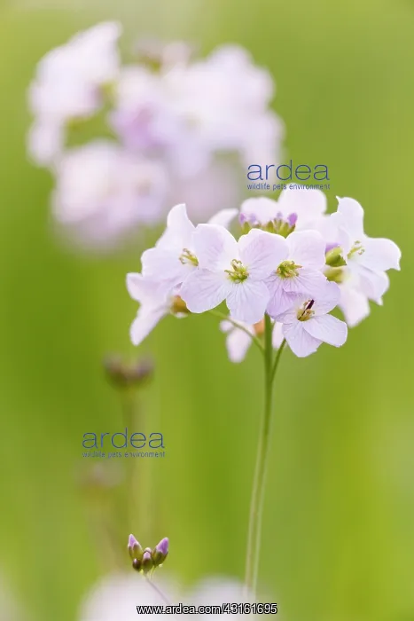 : Cuckoo Flower : Cuckoo Flower