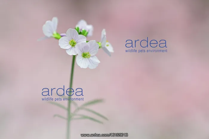  : Cuckoo Flower
